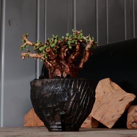 ケラリア ピグマエア［No.77］  × 沼野秀章 作品【  Black Wrap 】3号 植木鉢 笠間焼