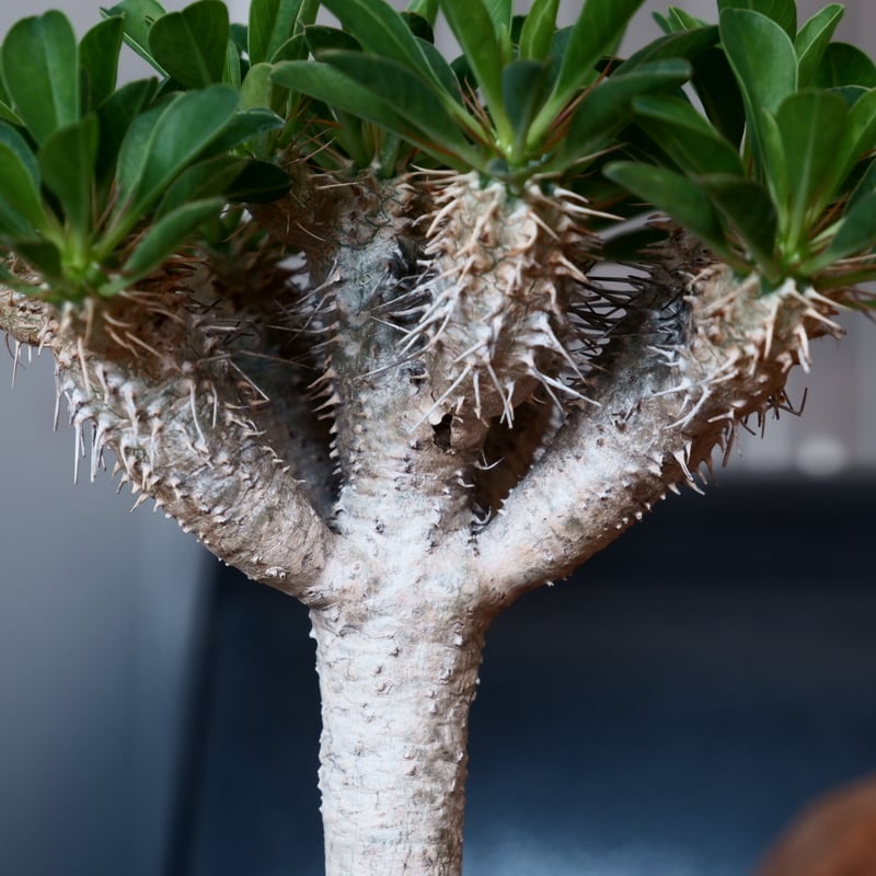 ユーフォルビア ギラウミニアナ 輸入株［No.55］ 4.5号鉢