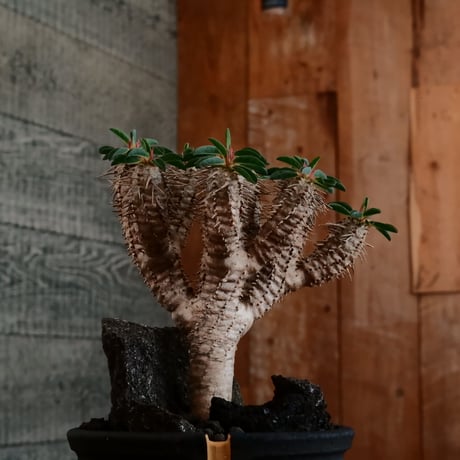 ユーフォルビア ギラウミニアナ［No.59］  ×   根本峻吾 作 S.N POT type.slim「 雷電 」limited color - Ocher - 4号 植木鉢 笠間焼