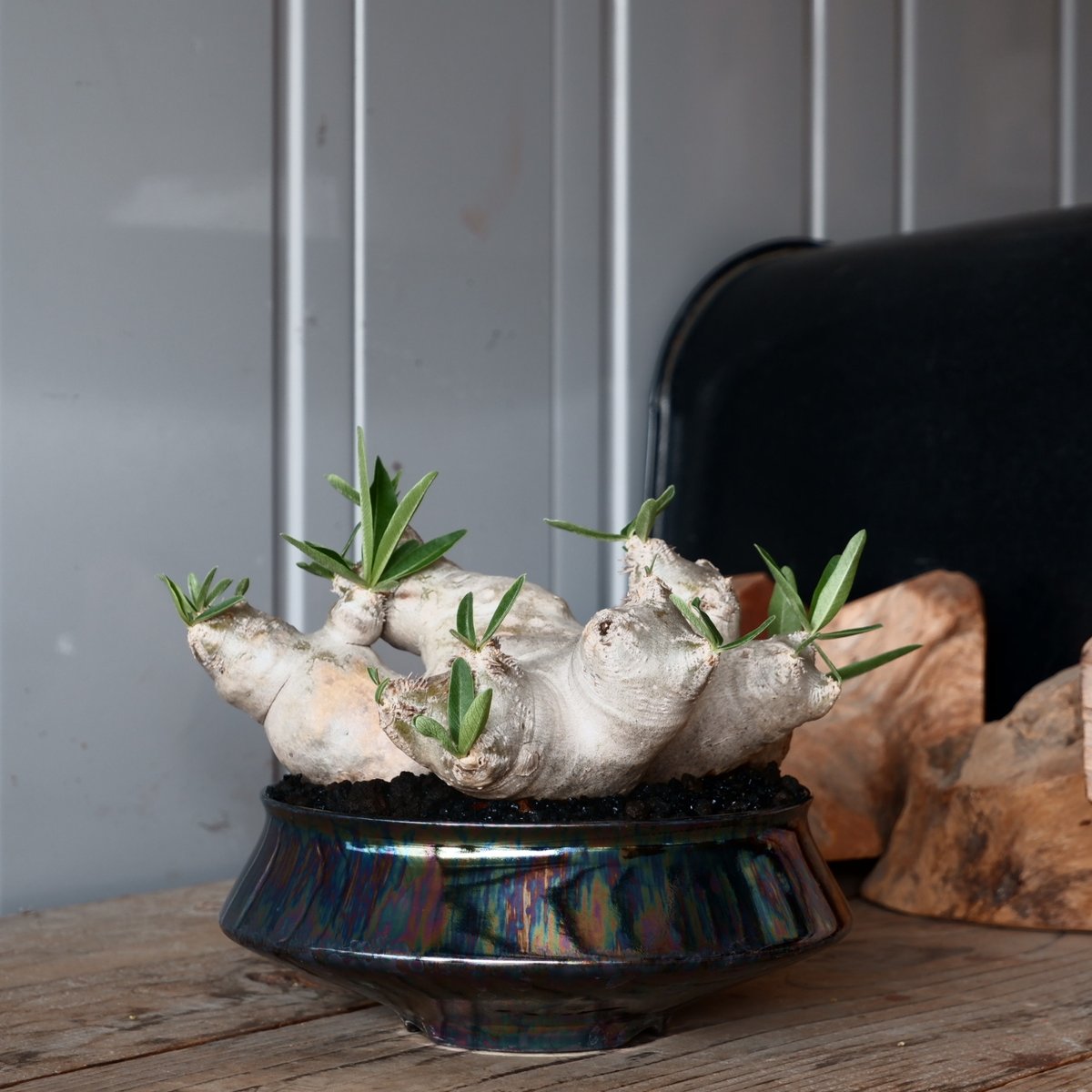 大株 扁平 パキポディウム ブレビカリックス 輸入株［No.22］ × 坂本新