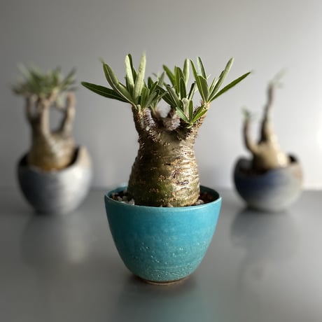 Gracilius  ×  Shelly pot flat「Turquoise blue」 - 笠間焼 - C53