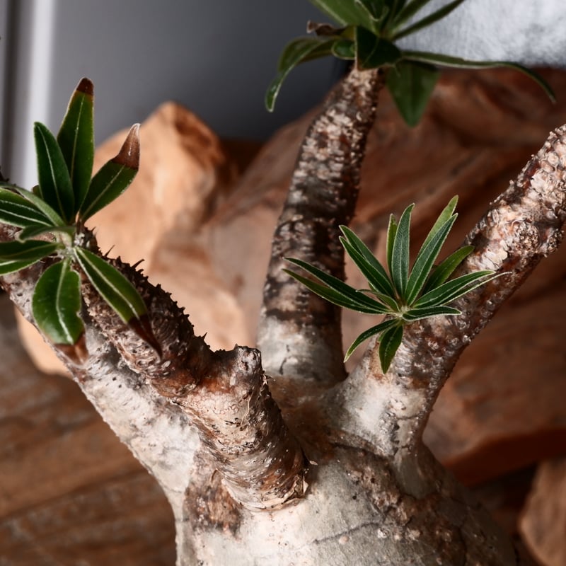 グラキリス φ8cm - 象牙宮 - ［No.30］ × 沼野秀章 作「 black w