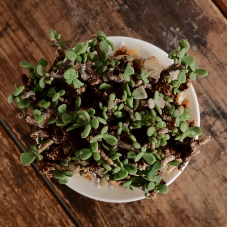ケラリア ピグマエア［No.46］  ×   坂本新 作「 LUSTER OVERGLAZE - white pearl - S 」植木鉢 笠間焼