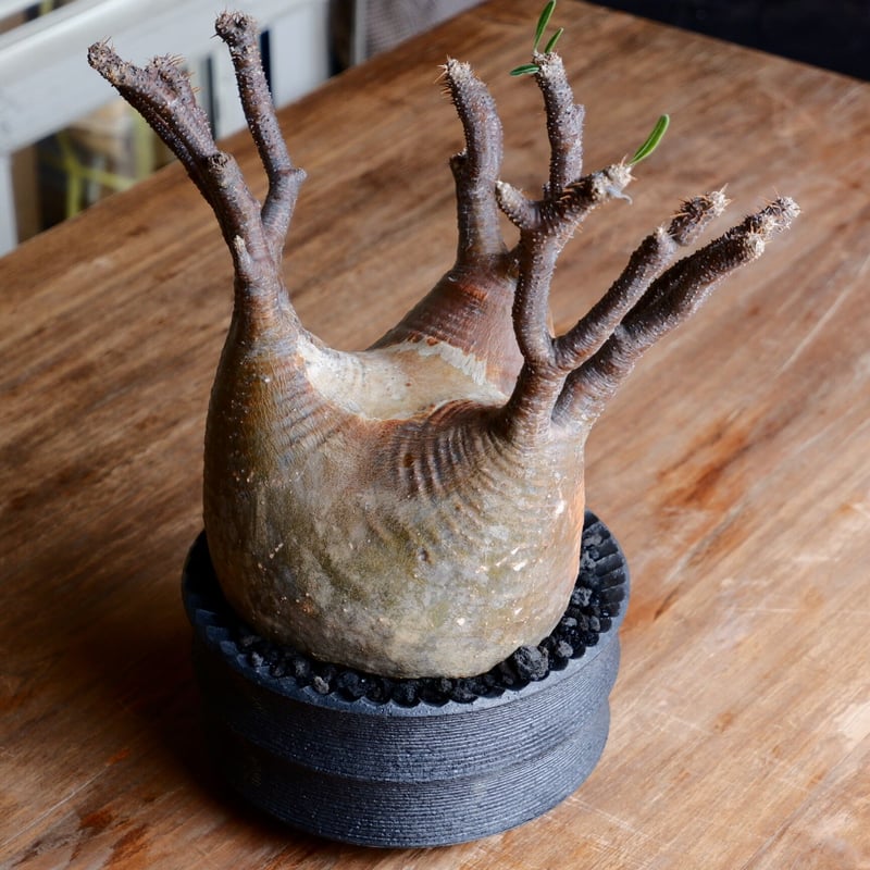 グラキリス　白肌　一本枝　スベスベ肌　コレクション　現地球　厳選 現地球アンボンゲンセ🪴 1本目とはまた違う形、白肌が綺麗