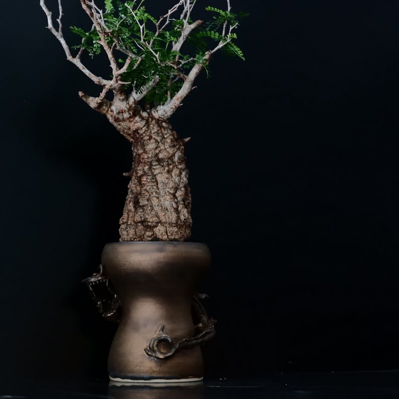 オペルクリカリア パキプス［No.19］ × HINUMA RYU 作 「龍ノ長鉢」植木