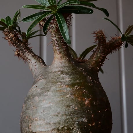 グラキリス φ8.5cm - 象牙宮 -［No.03］  ×   沼野秀章 作「 刻ム音 」3号 植木鉢 笠間焼