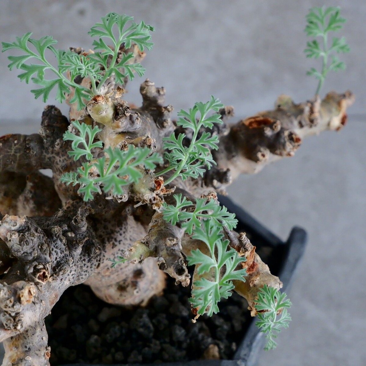 ペラルゴニウム パラビフローラム No.22 × Rivet - 銀彩 - 五角 4号鉢［