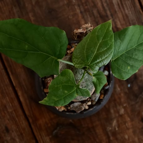 アデニア クリスタルグリーン［No.57］  ×   根本峻吾 作 S.N POT type.cylinder「 刻印  - kokuin - 」3号 植木鉢 笠間焼