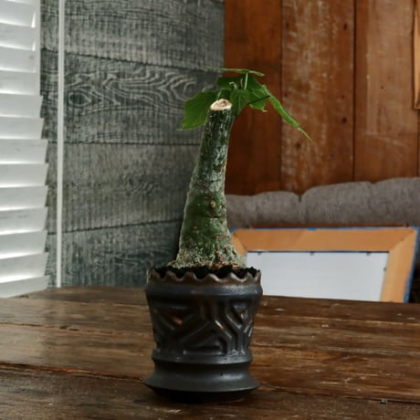 アデニア クリスタルグリーン［No.55］  ×   根本峻吾 作 S.N POT type.slim「 鐡 - 黒焔 - 」3号 植木鉢 笠間焼