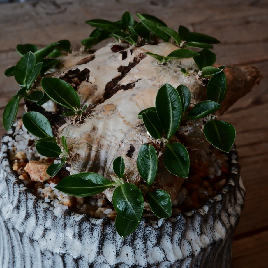 65b8f44a9ad1d511096521a7