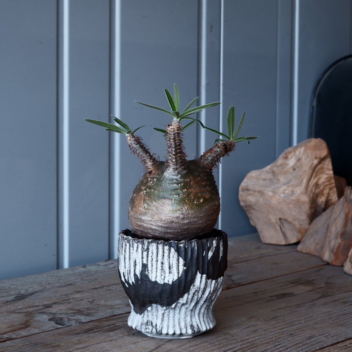 グラキリス φ8.5cm - 象牙宮-［No.27］× 根本峻吾 作 S.N POT type