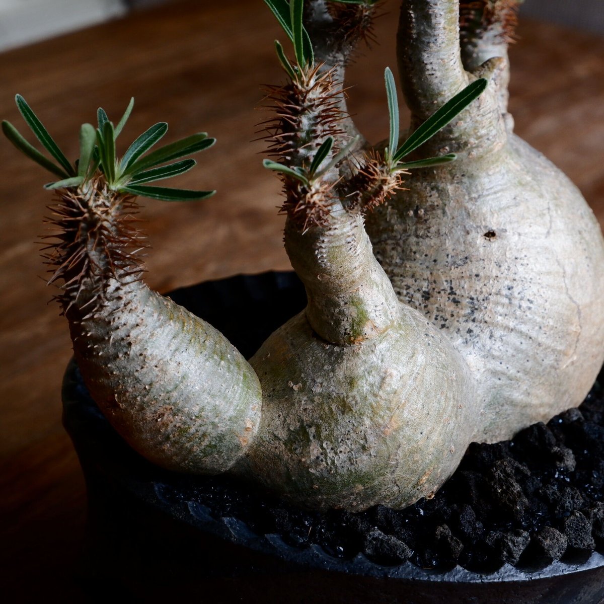 レゴリス君専用❗️希少 チビグラキリス多頭 発根済 現地球 希少 チビ