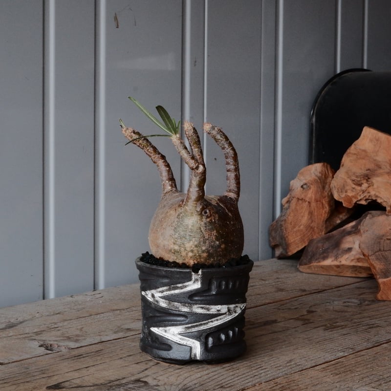 グラキリス φ9cm - 象牙宮- ［No.76］ × 根本峻吾 作 S.N POT