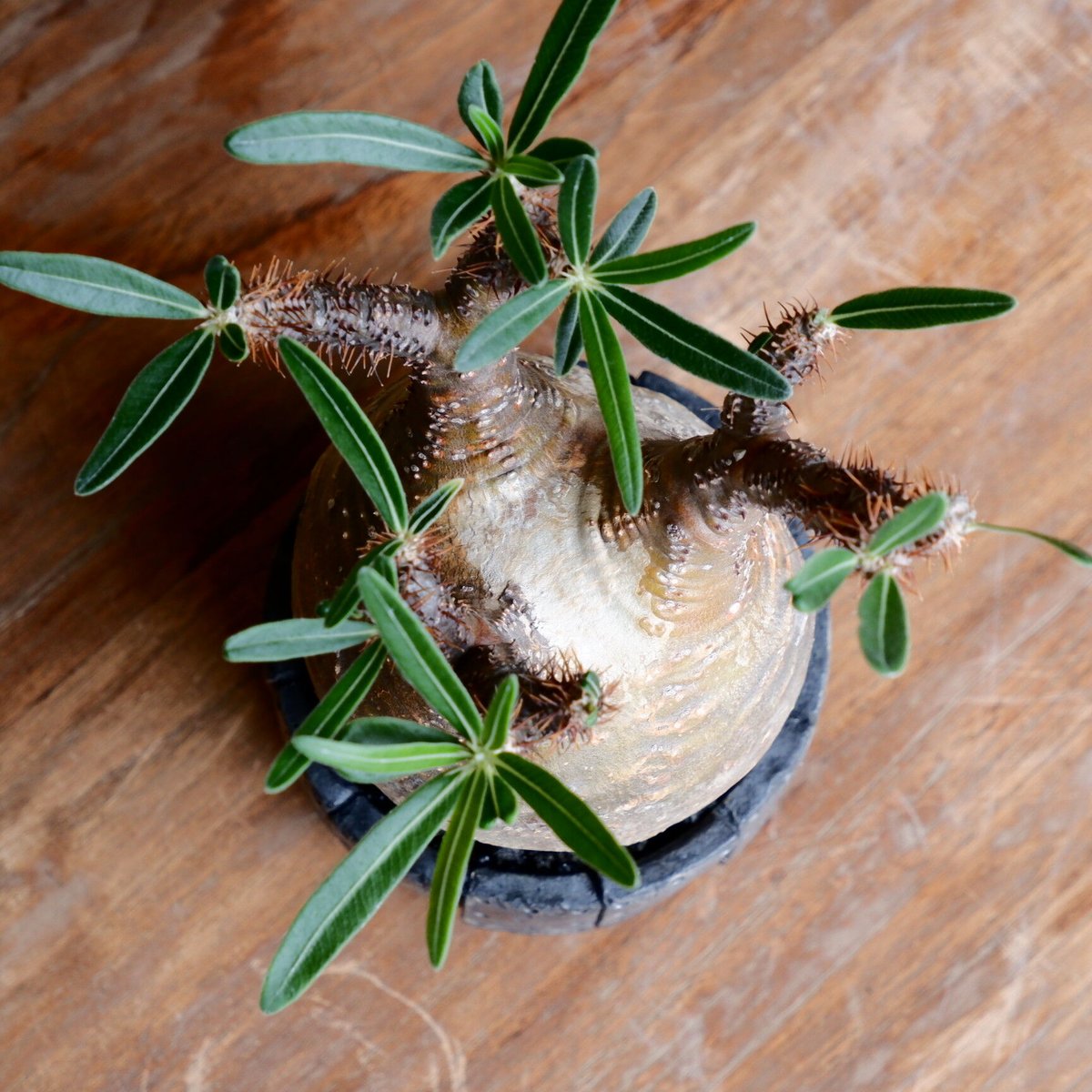 美形 丸株 グラキリス - 象牙宮 - size S［No.41］ × 沖誠 作品 『