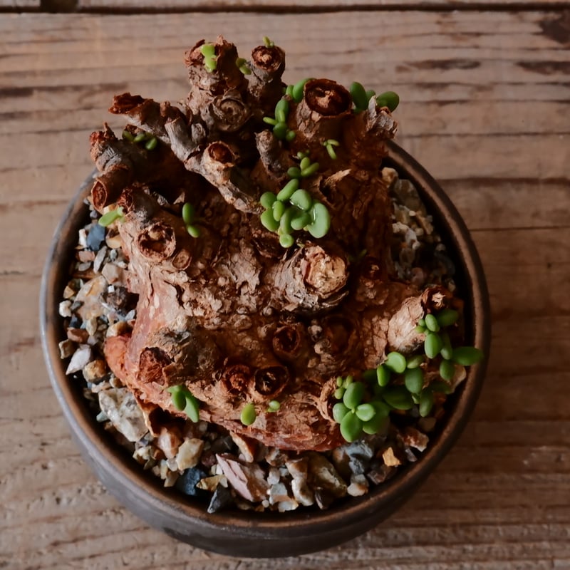 【フォロワー200人記念・サービス品】ごん太 ケラリア・ピグマエア/鉢ごと発送 楽天市場】