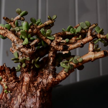 ケラリア ピグマエア［No.76］  × 磯部祐介 作品【 円 - 闇堕ち - 】2.5号 植木鉢 笠間焼