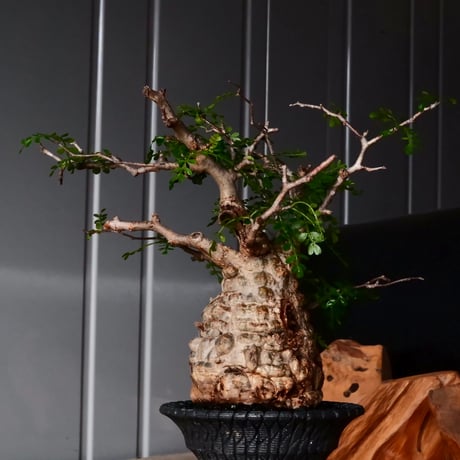 オペルクリカリア パキプス φ9cm［No.27］  × 沖誠 作品【 Bark / upper spread 】3号 植木鉢 笠間焼
