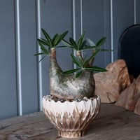 グラキリス φ10cm - 象牙宮-［No.33］×  中野明彦 作品【 KIRIKO / amber  / 4号 】笠間焼 植木鉢
