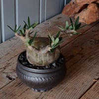 グラキリス φ10cm - 象牙宮 -［No.96］  × 磯部祐介 作「 円 - en - "闇落ち 飛び鉋 ver."」4号 植木鉢 笠間焼