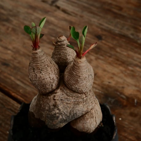 ユーフォルビア ラバティ S［No.54］  ×   根本峻吾 作 S.N POT type.slim「 鐡 - 黒焔 - 」3号 植木鉢 笠間焼