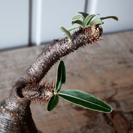 グラキリス φ8.5cm - 象牙宮-［No.52］× 森田昌求 作【 CLAW - BORDER - 】4号 植木鉢 笠間焼