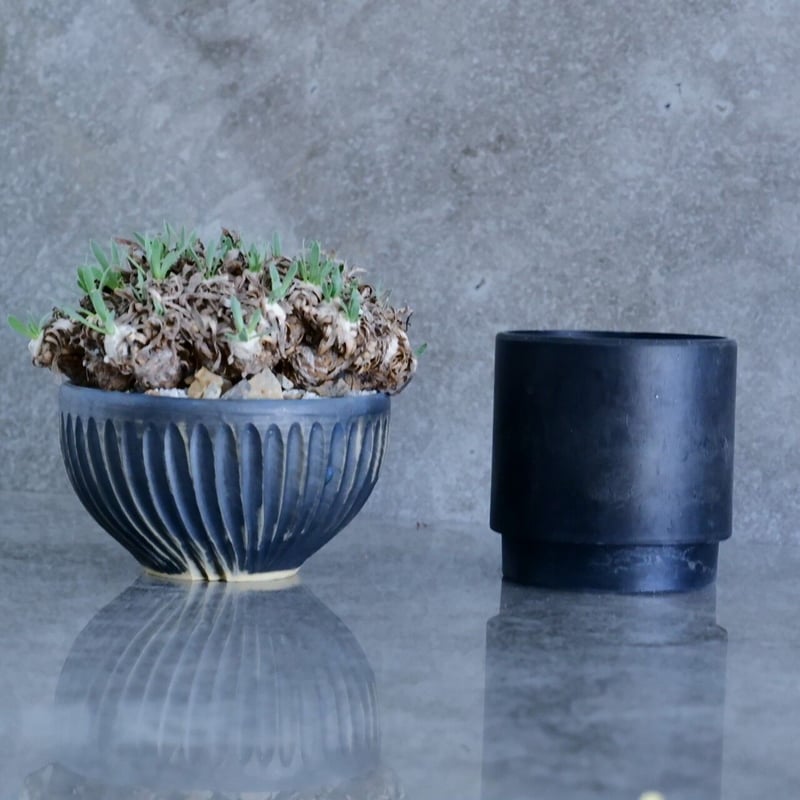 オトンナレトロルサ　現地株　発根済み オトンナ レトロルサ1 | STELLA.PLANTS