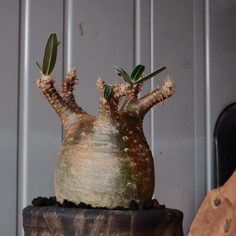 グラキリス φ8cm - 象牙宮 - ［No.68］  ×   沼野秀章 作「 black wrap 」3.5号 植木鉢 笠間焼