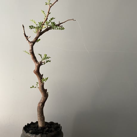 発根済 モンストローサ MO-06  × S.N.Pot " 長鉢"- crown - 3号鉢 ［作家  "根本峻吾"］