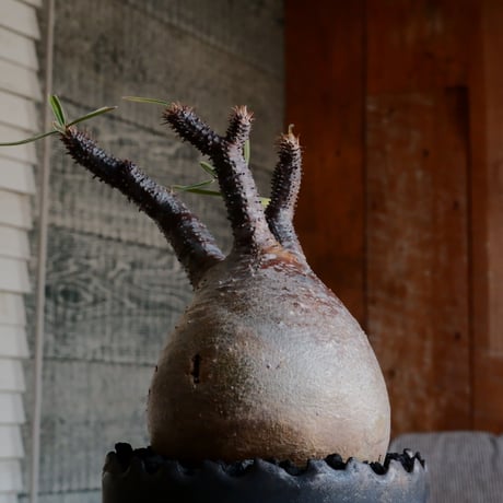 グラキリス - 象牙宮 - ［No.127］  ×   根本峻吾 作 S.N POT type.round「 黒焔 - kokuen - 」4号 植木鉢 笠間焼