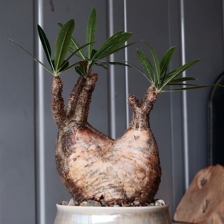 グラキリス φ10cm - 象牙宮-［No.46］× 坂本新 作 作品【 LUSTER GREY 】3号 植木鉢 笠間焼