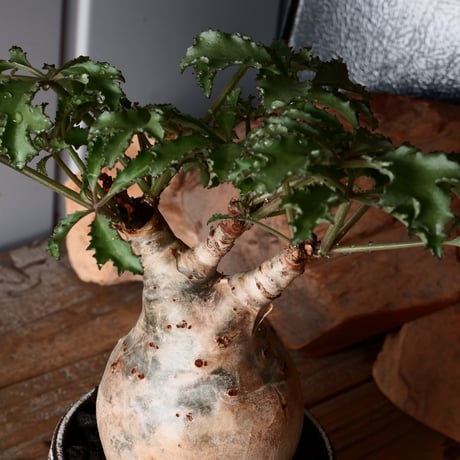 キフォステンマ ベティフォルメ ナローリーフ ソマリア産 輸入株［No.28］  × 根本峻吾 作品【 S.N POT type.slim「 雷電 / 月光 ver. 」3.5号 】笠間焼 植木鉢