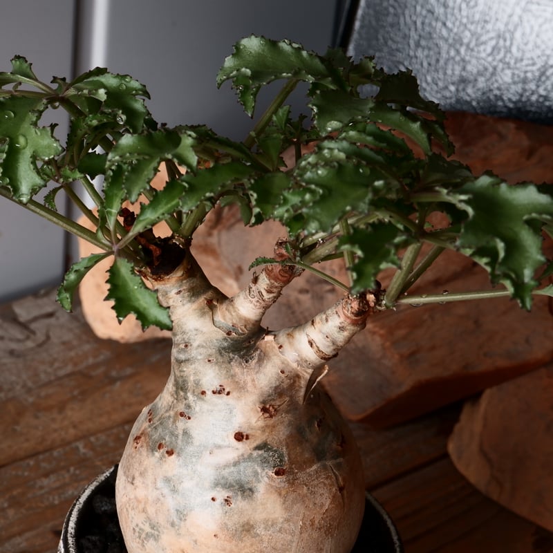 キスォステンマ ベティフォルメ ソマリア キフォステンマ ベティフォルメ Cyphostemma betiforme 20180831