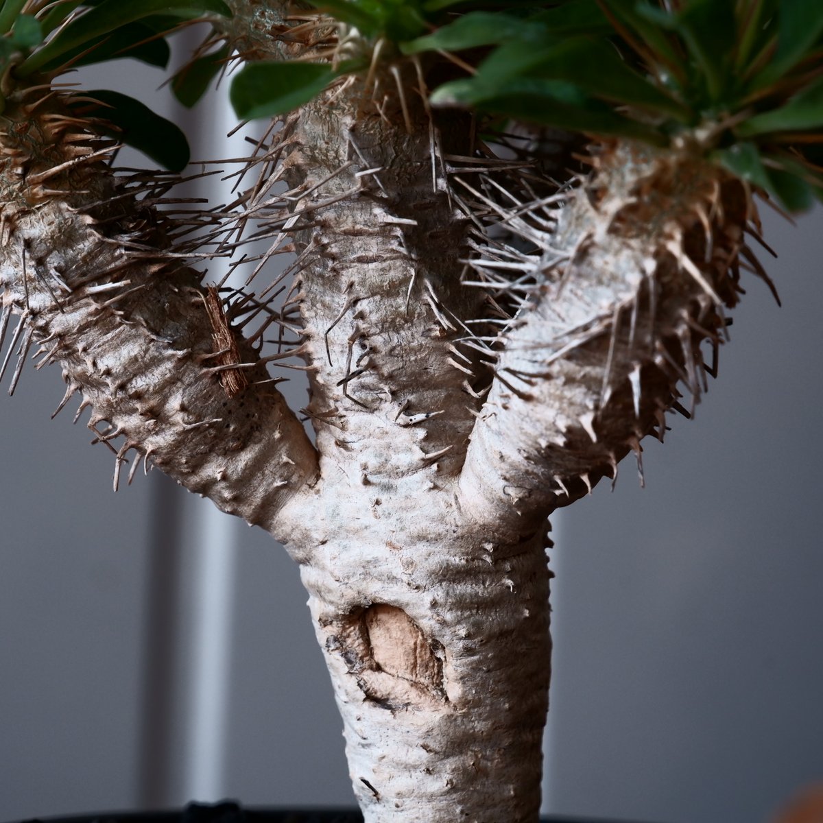 Yosi様以外購入しないで下さい ユーホルビア　ギラウミ ユーフォルビア ギラウミニアナ 輸入株［No.49］ 4号鉢 | Botanical Holic