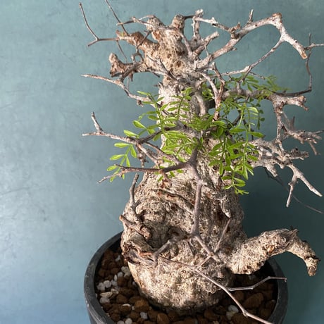 発根済 オペルクリカリア パキプス P15