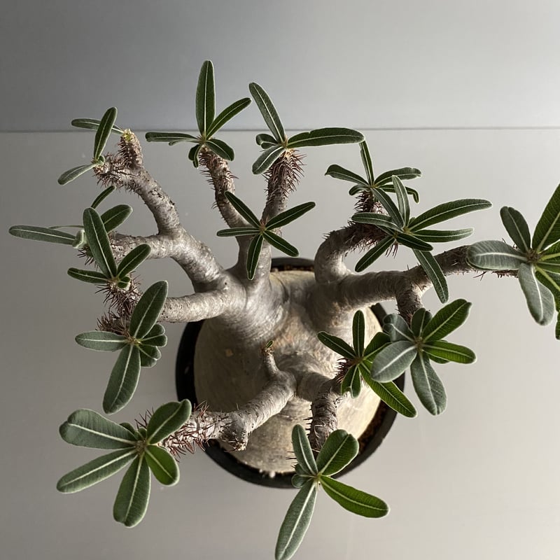 GIRUVI Pachypodium Gracilius グラキリス Pachypodium Gracilius パキポディウム グラキリス | Cactus Green