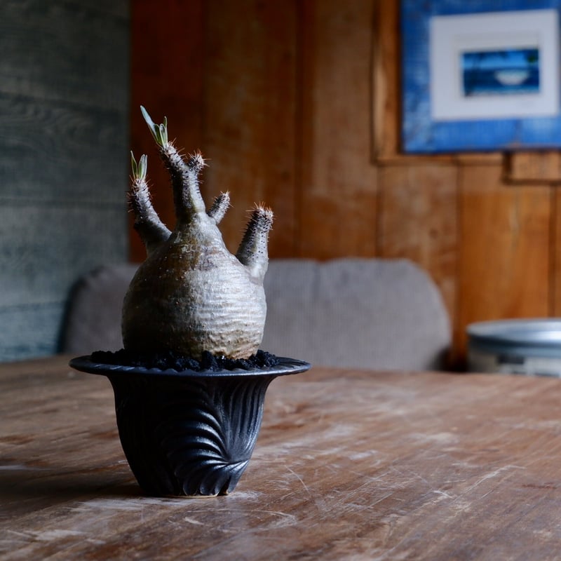 グラキリス - 象牙宮 - size S［No.49］ × 新里竜子 作 「RYUSEN