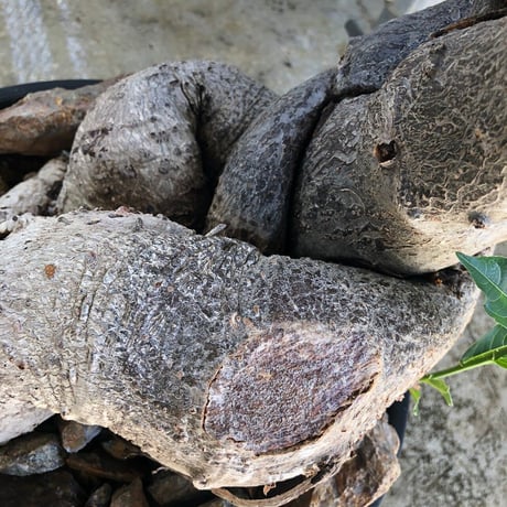 特大 バオバブ アダンソニア ねじ巻き二頭タイプ / Baobab Adansonia［No.06］