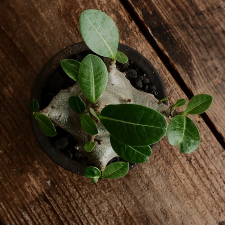 《超人》アデニウム アラビカム " スーパードワーフ " φ6cm［No.10］  ×   沼野秀章 作「 black wrap 」3号 植木鉢 笠間焼