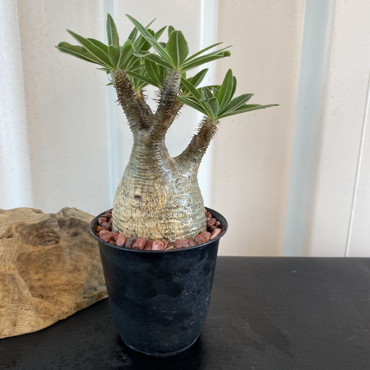 グラキリス 発根済 2020年8月輸入 現地株】BH-C46 化粧石付き | Botani