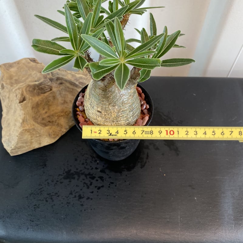 グラキリス 発根済 2020年8月輸入 現地株】BH-C46 化粧石付き | Botani