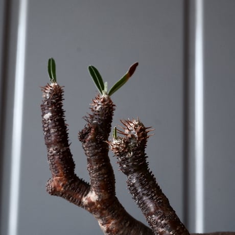 グラキリス φ9.5cm - 象牙宮-［No.55］× 森田昌求 作【 CLAW - L - 】4号 植木鉢 笠間焼