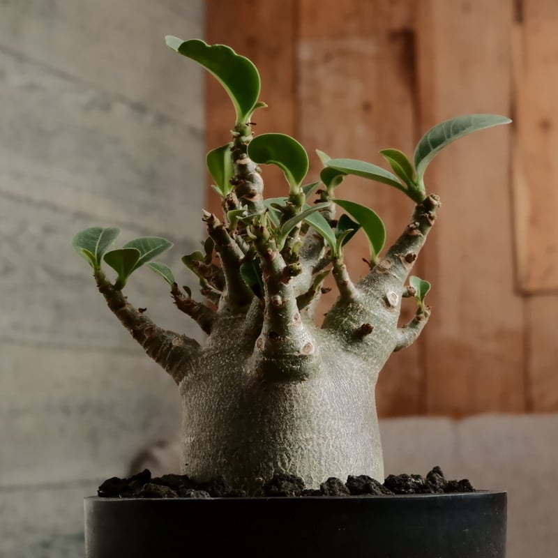 激レア　ドワーフ　極太　アデニウム アラビカム 鉢付き 激レア/ドワーフ/極太/塊根】アデニウム アラビカムV2ハック