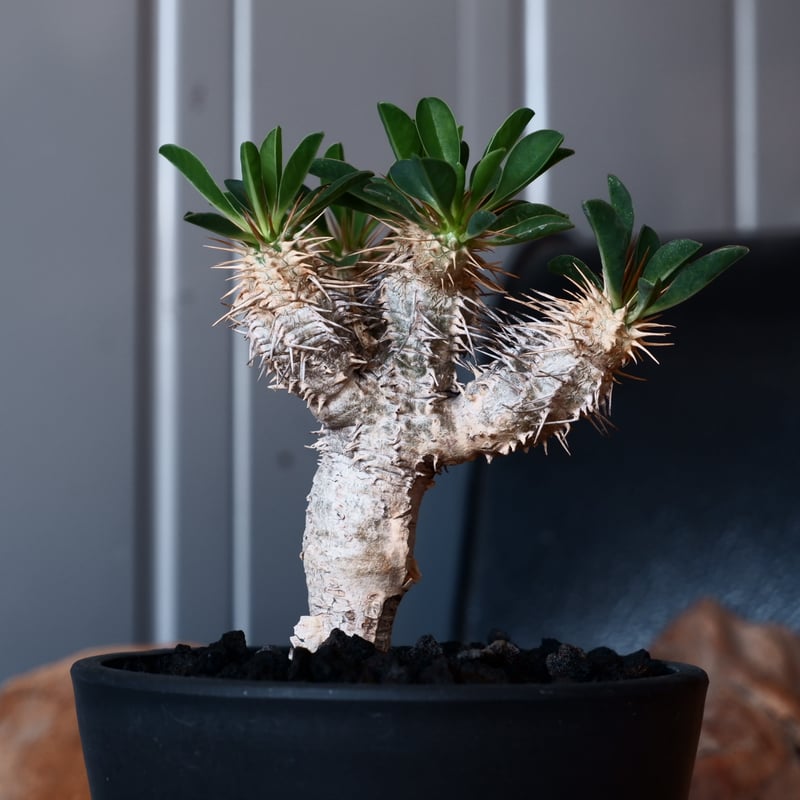 ユーフォルビア ギラウミニアナ 輸入株［No.47］ 4号鉢