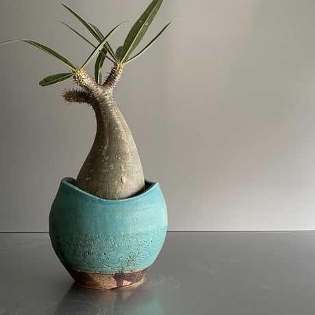 恐竜 Gracilius  ×  Shell pot S「Turquoise blue」 - 笠間焼 - C94