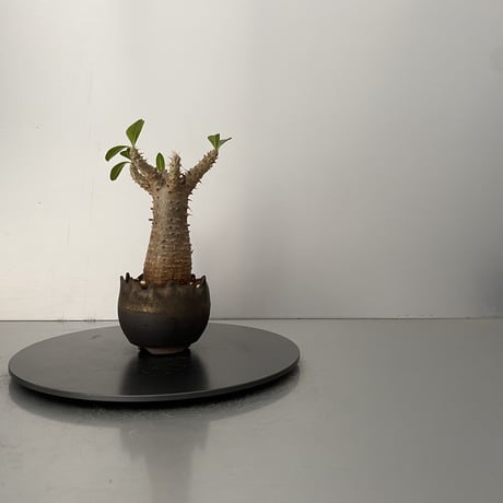 発根済 魔界玉 マカイエンセ BG-205 × S.N.Pot "丸"- crown - 2号鉢 ［作家  "根本峻吾"］