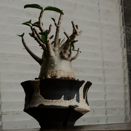 《美形》アデニウム アラビカム " ドワーフ " φ7.5cm［No.9］  ×   沼野秀章 作「 black wrap 」4号 植木鉢 笠間焼
