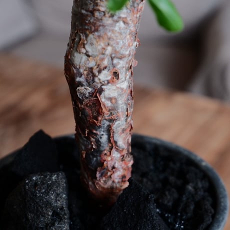 コミフォラ モンストローサ［No.26］  ×  磯部祐介 作「 瓦 - kawara -  闇堕ち tall ver.」4号 植木鉢 笠間焼