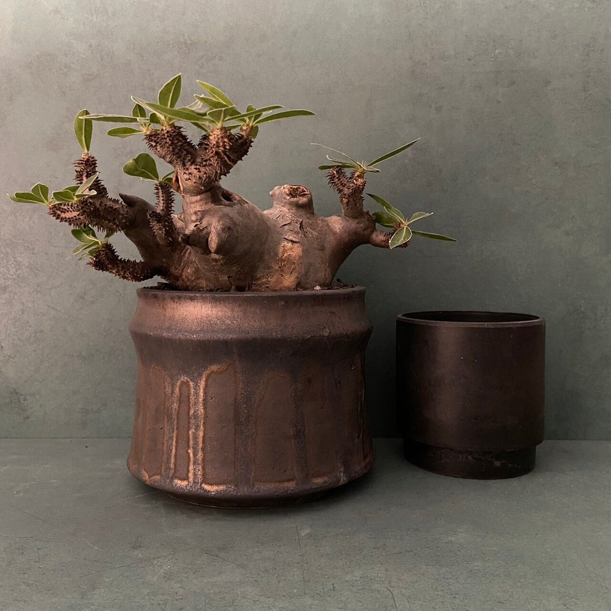 発根済 マカイエンセ BM-17 × S.N.Pot 