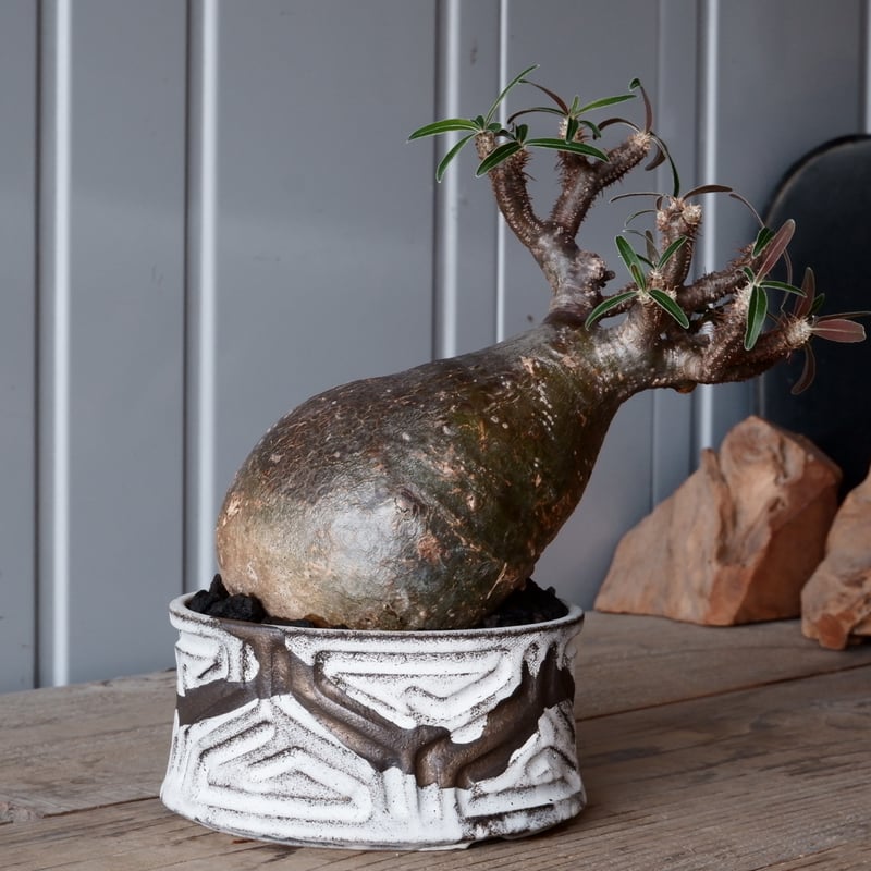 グラキリス現地球根本峻吾鉢付き