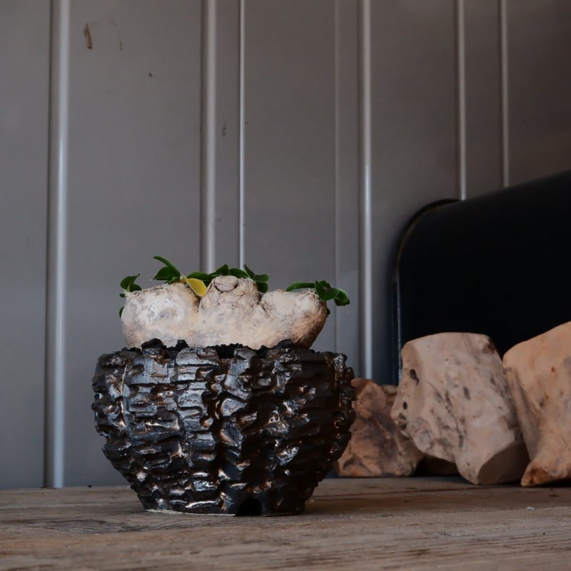 ブレビカウレ - 恵比寿笑い -［No.47］ × 松野然 【 ZEN 】3号 植木鉢